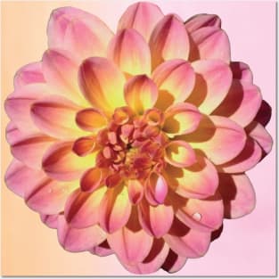 Pink Dahlia Posters and Art